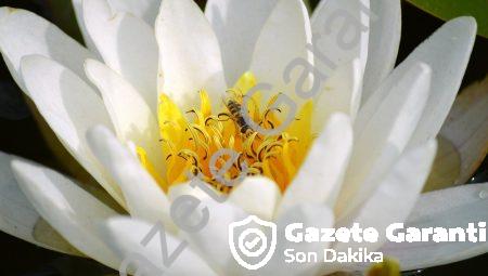 Artık Kesin: Yiyeceklerin Tadını Moleküler Yapısı Belirliyor