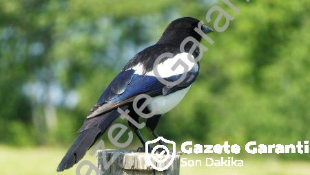 Bilişsel Arkeoloji: İnsan Zekâsının Evrimini Anlamak