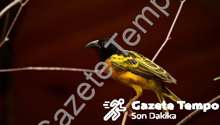 Clash of Clans 10 Seviye Köy Düzeni Savunma