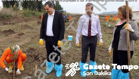 Dalaman’da Cezaevi Arazisi Sakız Ağaçlarıyla Ekonomiye Kazandırılıyor