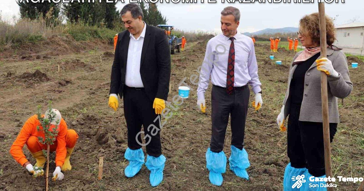 "Dalaman'da Cezaevi Arazisi Sakız Ağaçlarıyla Ekonomiye Kazandırılıyor" başlıklı haber için fotoreal