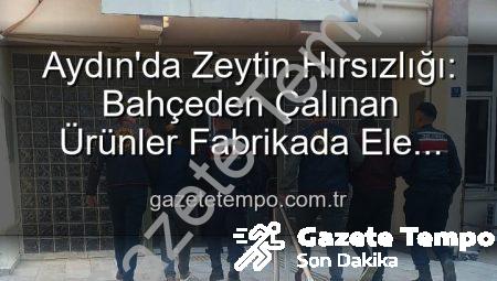 Aydın’da Zeytin Hırsızlığı: Bahçeden Çalınan Ürünler Fabrikada Ele Geçti, 2 Şüpheli Yakalandı