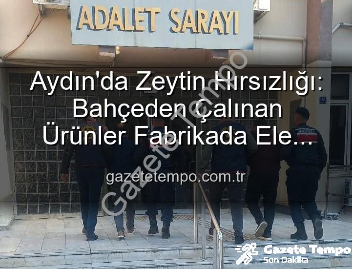 zeytin hırsızlığı - Aydın'da Zeytin Hırsızlığı: Bahçeden Çalınan Ürünler Fabrikada Ele Geçti, 2 Şüpheli Yakalandı