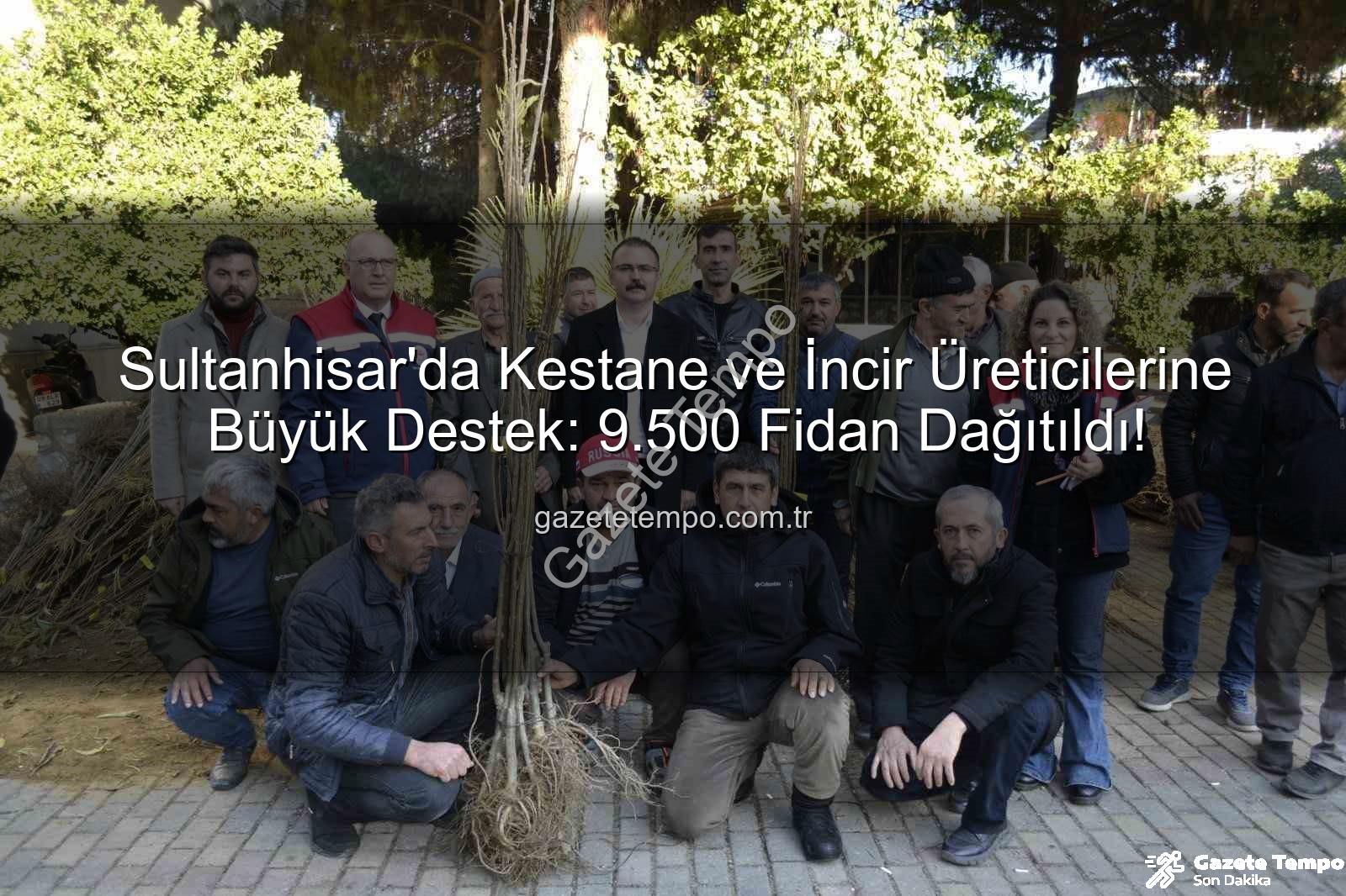 Sultanhisar kestane incir - Sultanhisar'da Kestane ve İncir Üreticilerine Büyük Destek: 9.500 Fidan Dağıtıldı!
