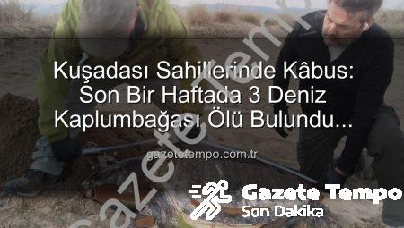 Kuşadası Sahillerinde Kâbus: Son Bir Haftada 3 Deniz Kaplumbağası Ölü Bulundu! Sebebi Ağlar ve İnsan Kaynaklı Atıklar mı?