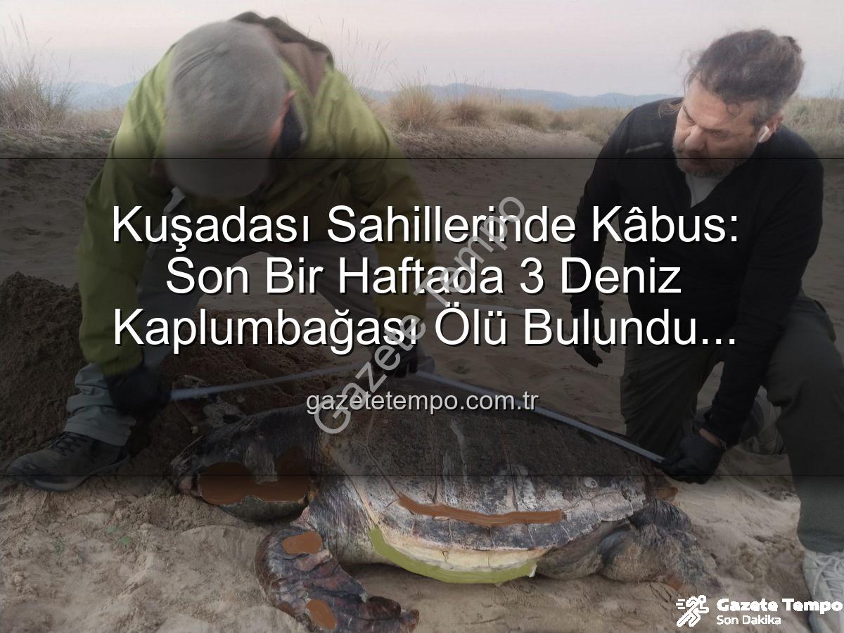 deniz kaplumbağası ölümü - Kuşadası Sahillerinde Kâbus: Son Bir Haftada 3 Deniz Kaplumbağası Ölü Bulundu! Sebebi Ağlar ve İnsan Kaynaklı Atıklar mı?
