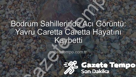 Bodrum Sahillerinde Acı Görüntü: Yavru Caretta Caretta Hayatını Kaybetti