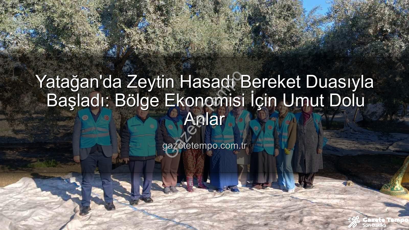 Yatağan zeytin hasadı - Yatağan'da Zeytin Hasadı Bereket Duasıyla Başladı: Bölge Ekonomisi İçin Umut Dolu Anlar