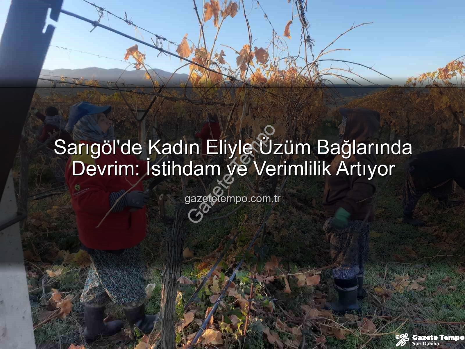 kadın istihdamı - Sarıgöl'de Kadın Eliyle Üzüm Bağlarında Devrim: İstihdam ve Verimlilik Artıyor