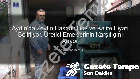 Aydın’da Zeytin Hasadı: Boy ve Kalite Fiyatı Belirliyor, Üretici Emeklerinin Karşılığını Arıyor