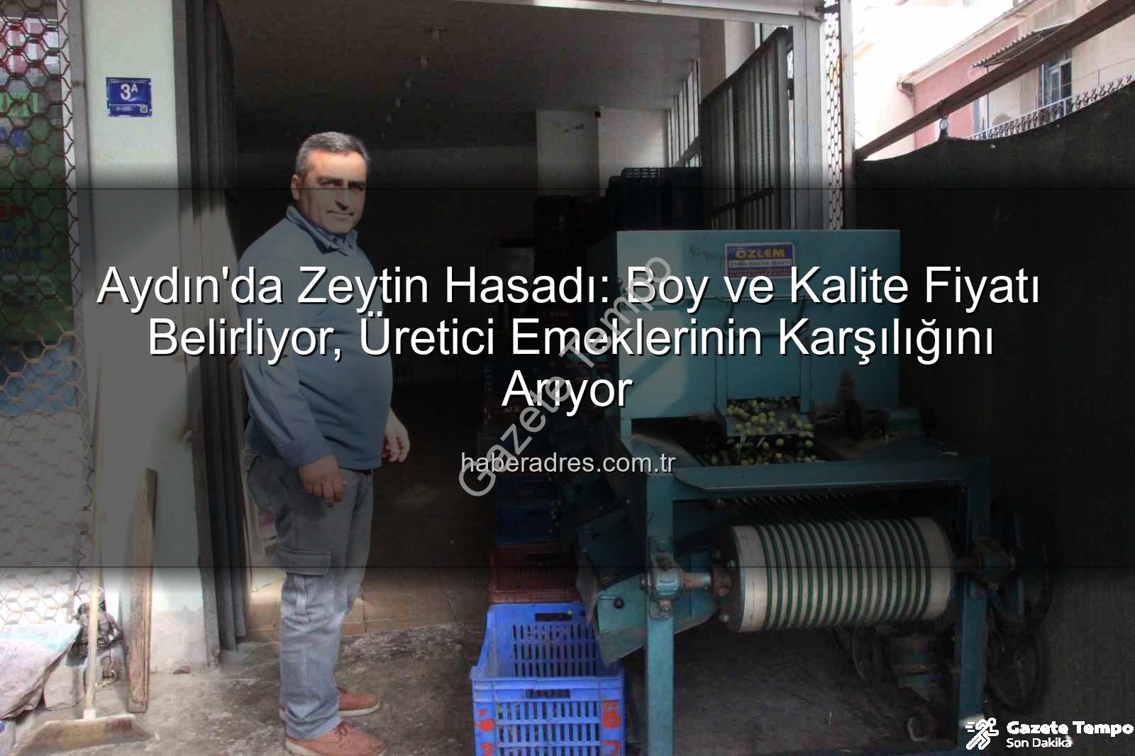 zeytin hasadı - Aydın'da Zeytin Hasadı: Boy ve Kalite Fiyatı Belirliyor, Üretici Emeklerinin Karşılığını Arıyor