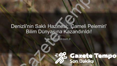 Denizli’nin Saklı Hazinesi: ‘Çameli Pelemiri’ Bilim Dünyasına Kazandırıldı!