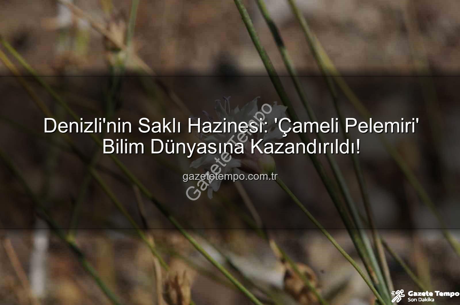 Çameli pelemiri - Denizli'nin Saklı Hazinesi: 'Çameli Pelemiri' Bilim Dünyasına Kazandırıldı!