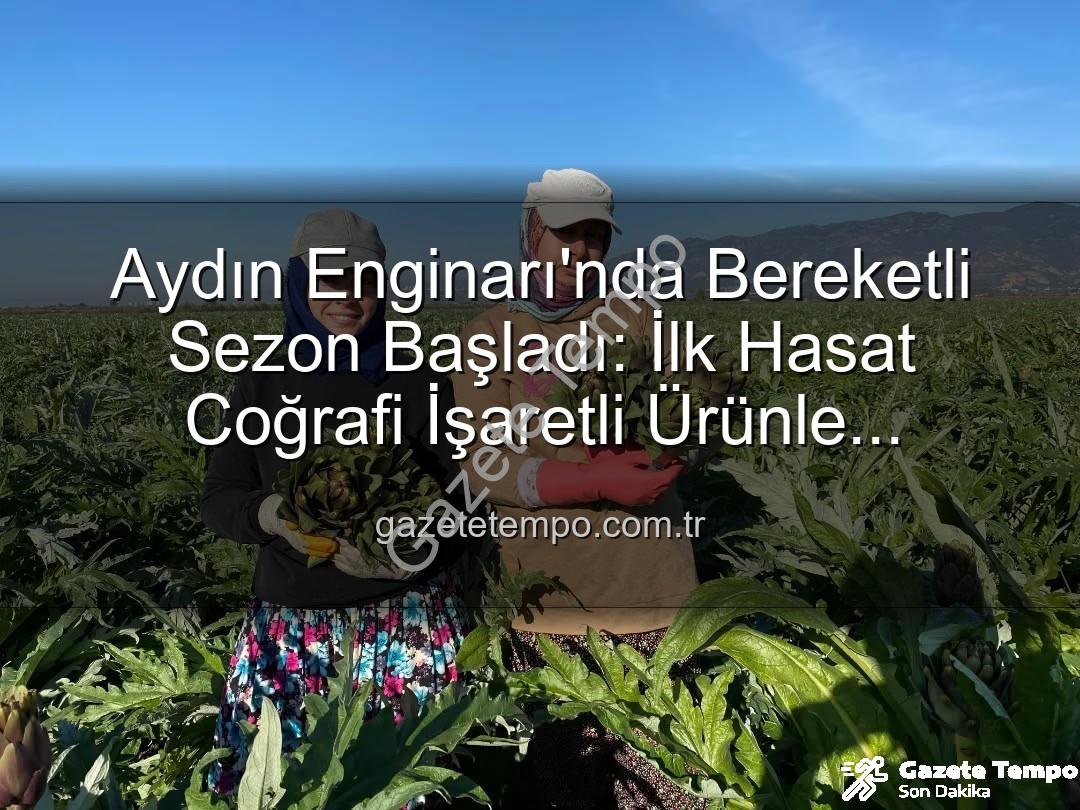 Aydın Enginarı - Aydın Enginarı'nda Bereketli Sezon Başladı: İlk Hasat Coğrafi İşaretli Ürünle Taçlandı