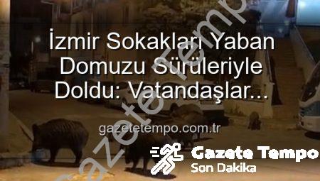 İzmir Sokakları Yaban Domuzu Sürüleriyle Doldu: Vatandaşlar Tedirgin, Yetkililere Çağrı Var