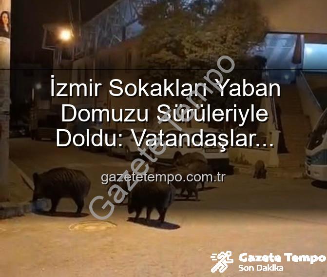 yaban domuzu - İzmir Sokakları Yaban Domuzu Sürüleriyle Doldu: Vatandaşlar Tedirgin, Yetkililere Çağrı Var